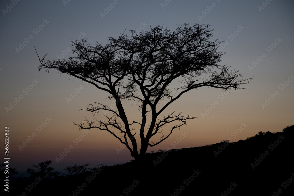 Silhouette of an acacia tree at dusk in Hilton, KwaZulu-Natal Province, South Africa. Silhouette of an acacia tree at dusk in Hilton, KwaZulu-Natal Province, South Africa.