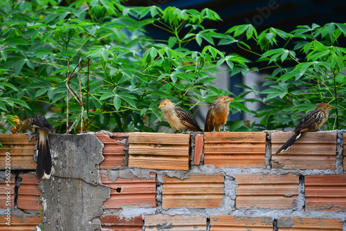 A small group of guira cuckoos (Guira guira) perched on a rough brick wall in the small, frontier town of Pimenteiras do Oeste, Rondonia state, Brazil photo