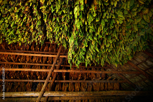 Tobacco in the Vinales Valley, in the Pinar del Rio Province of Cuba.