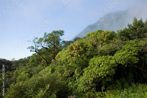 Atlantic forest in Brazil photo