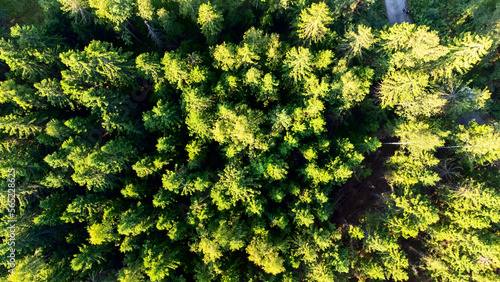 Coniferous forest from a height, photo from a quadrocopter, sunlight on a bright sunny day
