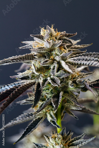 close up of flowering cola of cannabis strain Gelato 33