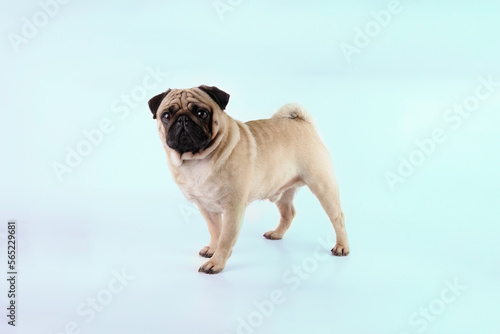 Funny Pug stands on a light background