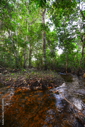 A creek flowing deep in the lush rainforest close to the Guaporé-Itenez river, near the Fazenda Laranjeiras farm, Rondonia state, Brazil, on the border with Beni Department, Bolivia
