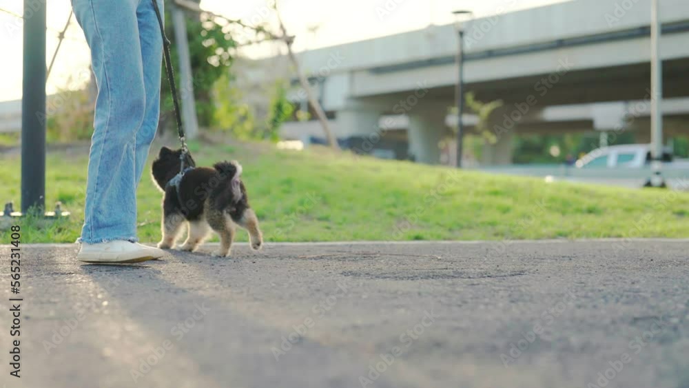 Happy young asian woman walking on the road in the park with her dog. Pet lover concept Happy young asian woman walking on the road in the park with her dog. Pet lover concept