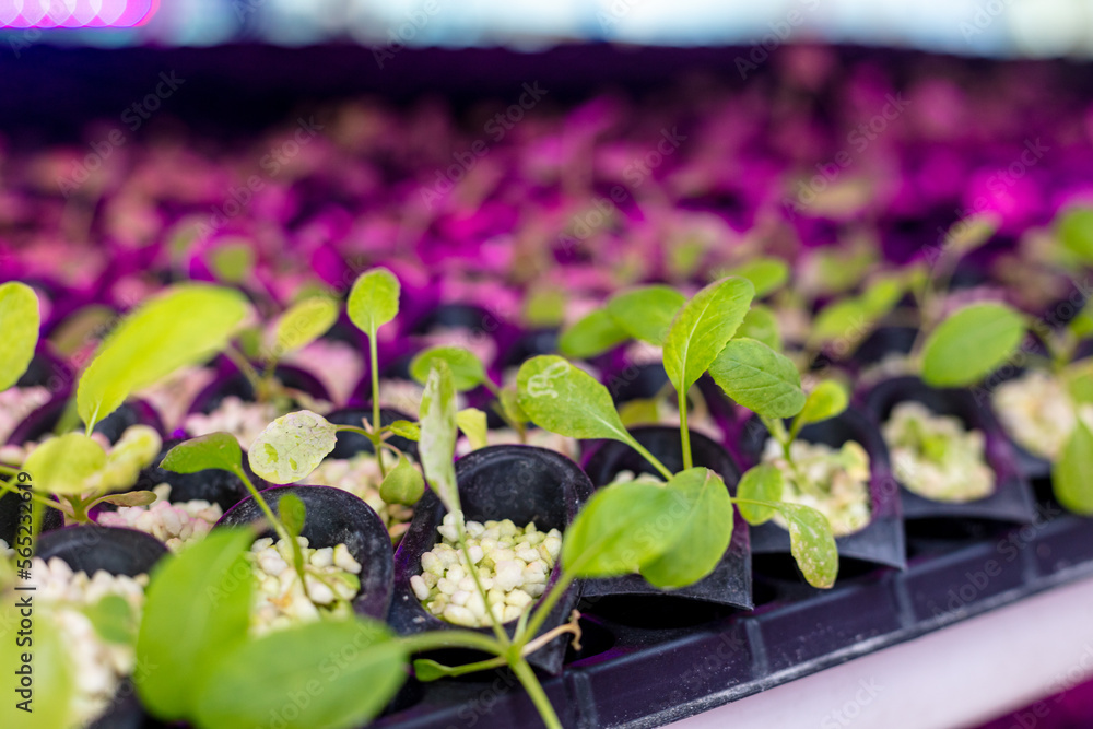 Seed germination process for hydroponics planting. Sustainable Agriculture. Hydroponics based