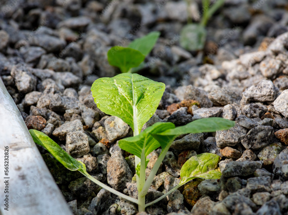 Sustainable Agriculture. Hydroponics based production method farm. Wellness, healthy and sustainable food sourcing concept. Vertical Farming. Sustainable Agriculture. Hydroponics based production method farm. Wellness, healthy and sustainable food sourcing concept. Vertical Farming.