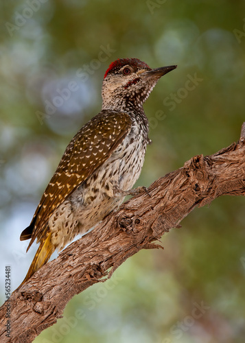 Cardinal Woodpecker (Dendropicos fuscescens) Kgalagadi Transfrontier Park, South Africa