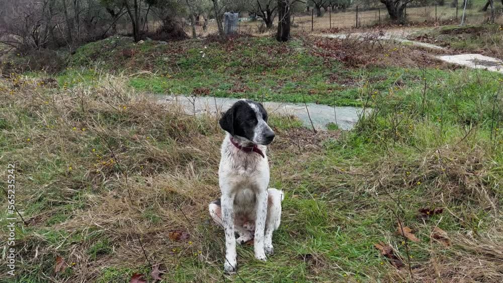 Black And White Dog Standing By The River Stream Black And White Dog Standing By The River Stream
