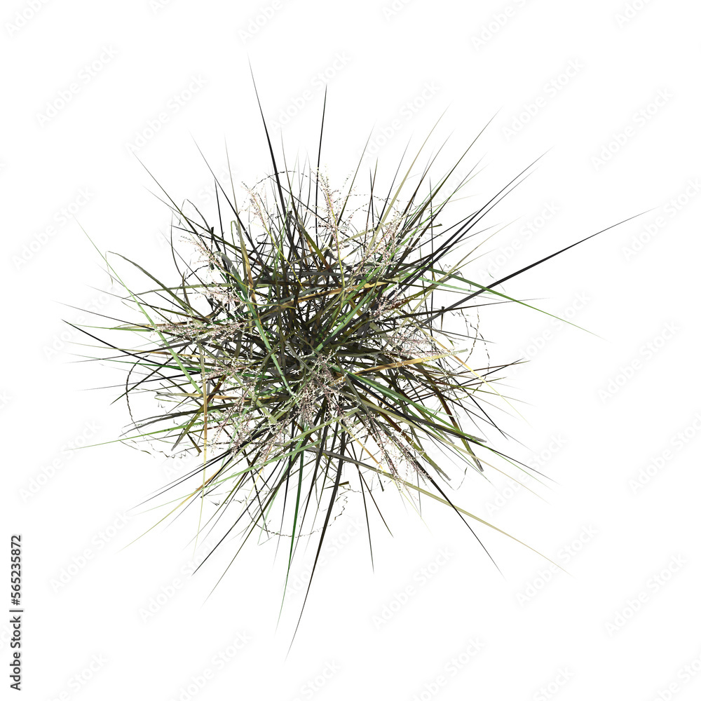 Fototapeta premium wild field grass, top view, isolated on a transparent background, 3D illustration, cg render