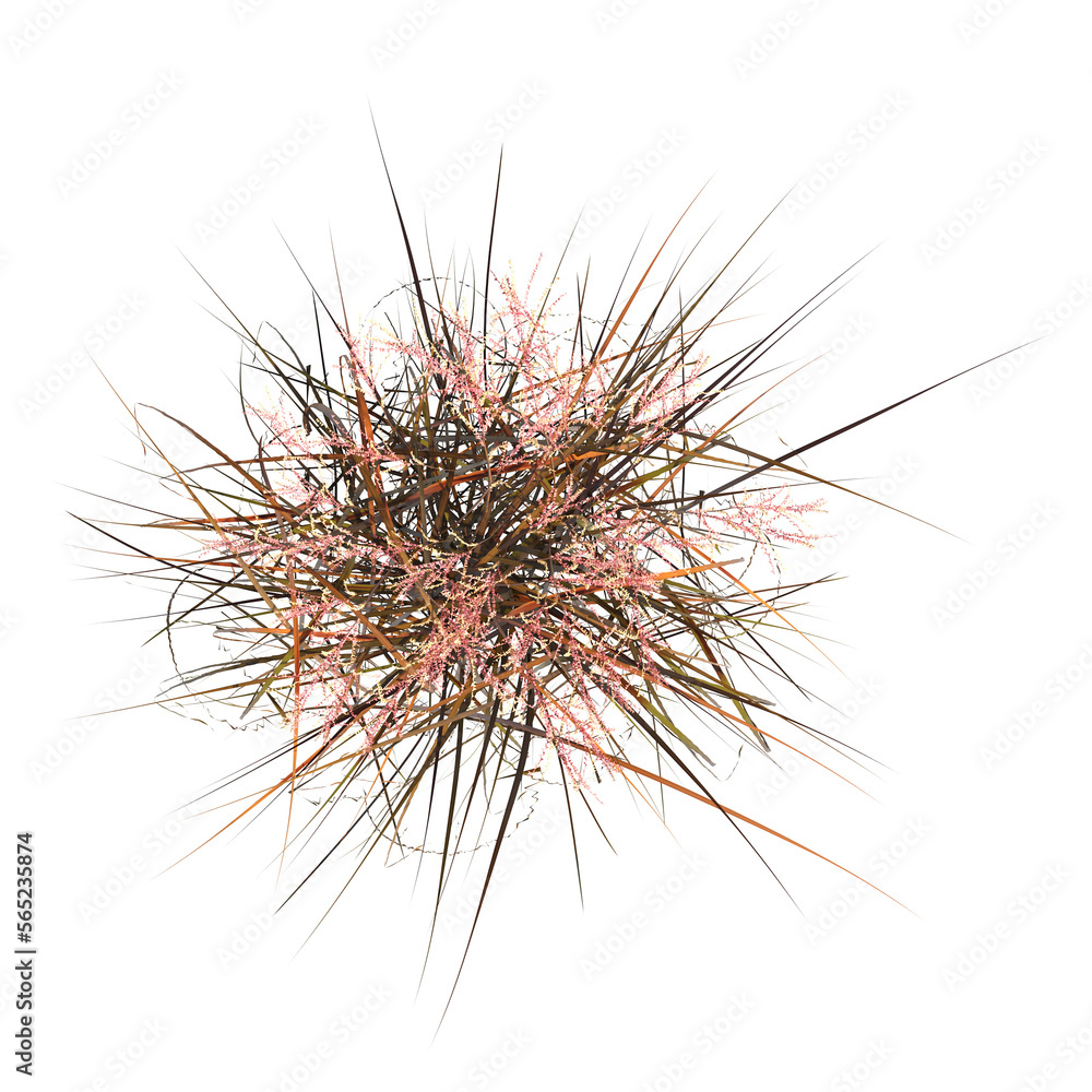 Fototapeta premium wild field grass, top view, isolated on a transparent background, 3D illustration, cg render