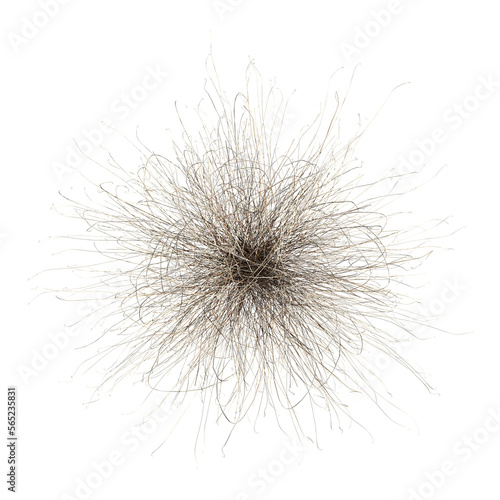 wild field grass  top view  isolated on a transparent background  3D illustration  cg render