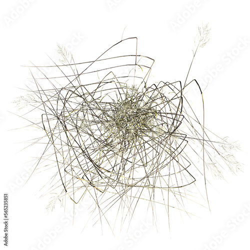 wild field grass, top view, isolated on a transparent background, 3D illustration, cg render