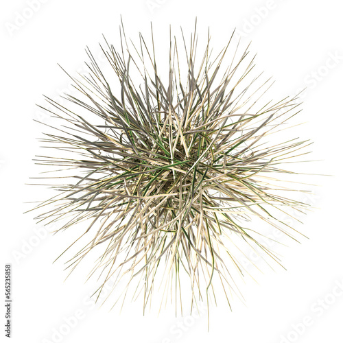 wild field grass, top view, isolated on a transparent background, 3D illustration, cg render