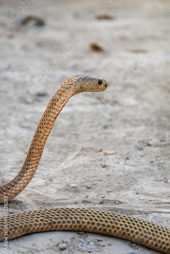 Venomous snake dangerous. Side face of Golden Equatorial spitting cobra (Naja sumatrana) can spray venom to the enemy's eye when threatened for self defense.