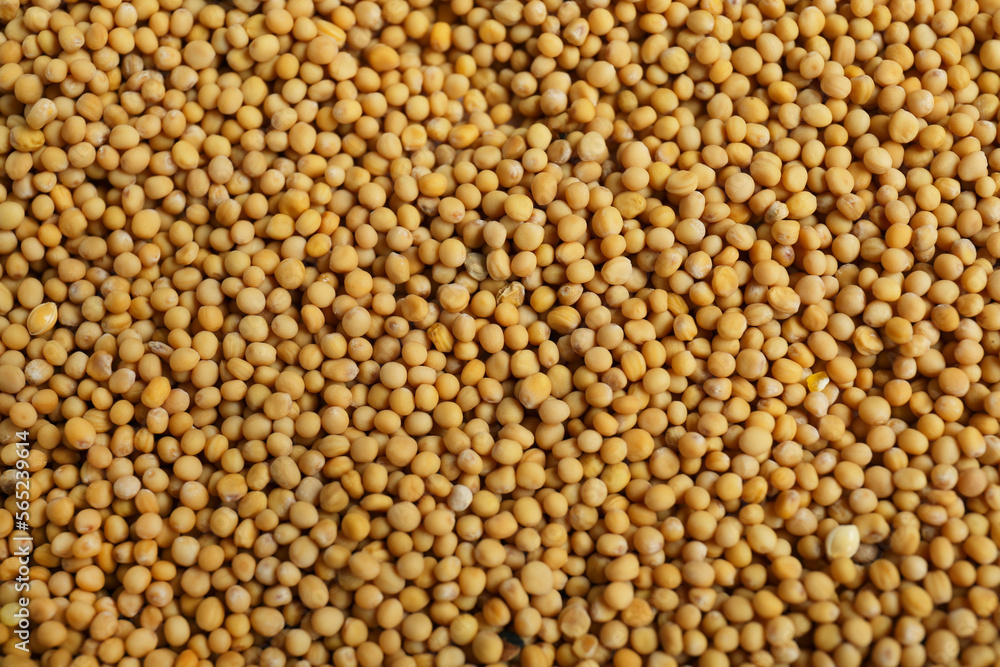 Aromatic mustard seeds as background, top view Aromatic mustard seeds as background, top view