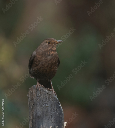 female blackbird in winter time