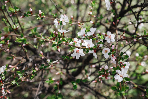 Cherry blossom branch in an urban garden in early spring