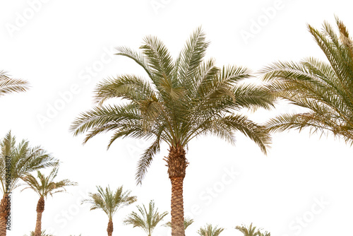 Palm tree isolated on white background.