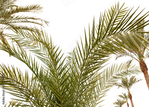 Palm tree isolated on white background. © schankz