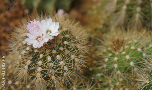 Close-up of a flower of cactus on the desert floor