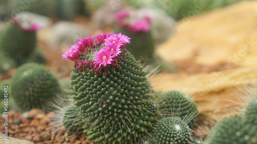 Close-up of a flower of cactus  on the desert floor