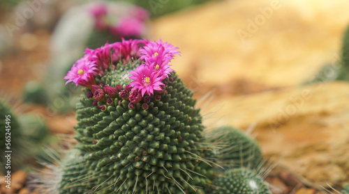 Close-up of a flower of cactus on the desert floor