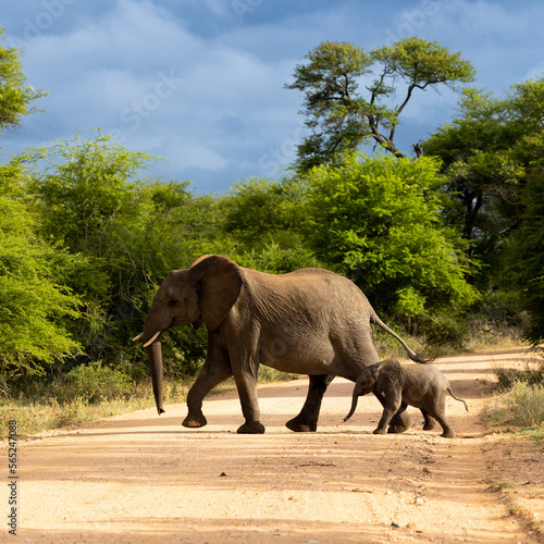 and African elephant cow and calf crossing the road