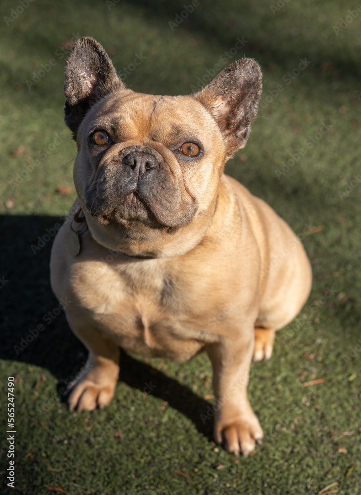 3-Years-Old Blue Fawn Female Frenchie Sitting and Looking Up. Off-leash dog park in Northern California.