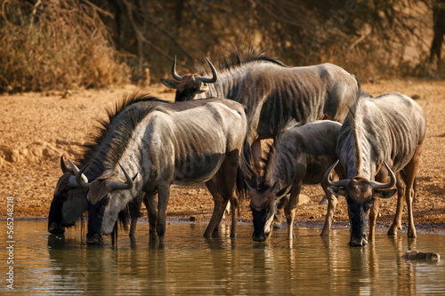 Fototapeta Naklejka Na Ścianę i Meble -  Blue wildebeest, common wildebeest, white-bearded gnu or brindled gnu (Connochaetes taurinus) herd drinking at a waterhole. Mashatu, Northern Tuli Game Reserve. Botswana