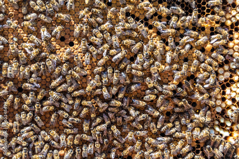 Abstract hexagon structure is honeycomb from bee hive filled Abstract hexagon structure is honeycomb from bee hive filled