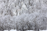 Scenic landscape view of white hoar frost on the bare branches of deciduous bushes and trees in winter 