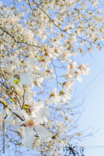 White beautiful large flowers on the branches of a bare tree against the blue sky. White magnolia blossoms close-up. Spring flower background. Blooming magnolia tree with white flowers in spring day