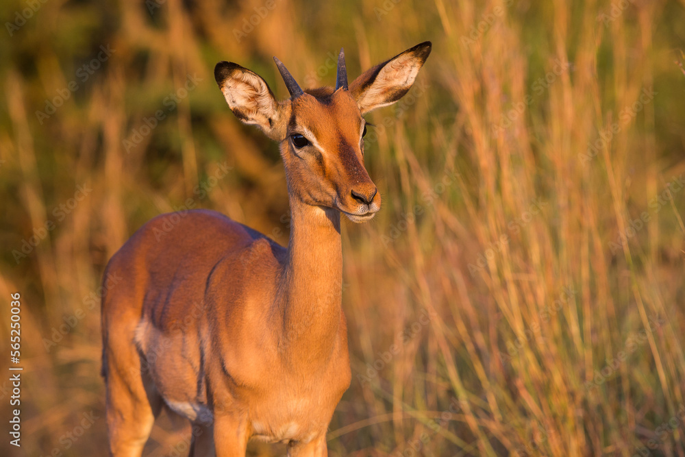Impala antelope in kruger park Impala antelope in kruger park