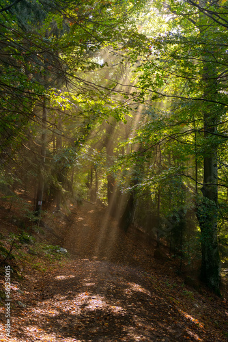 Magical spring morning in a beech forest, the sun rays pass through the tree branches and through the fog and create a fairytale light over the mountain path through the forest. Nature revival concept