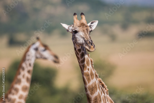 Photography Giraffes in the wild