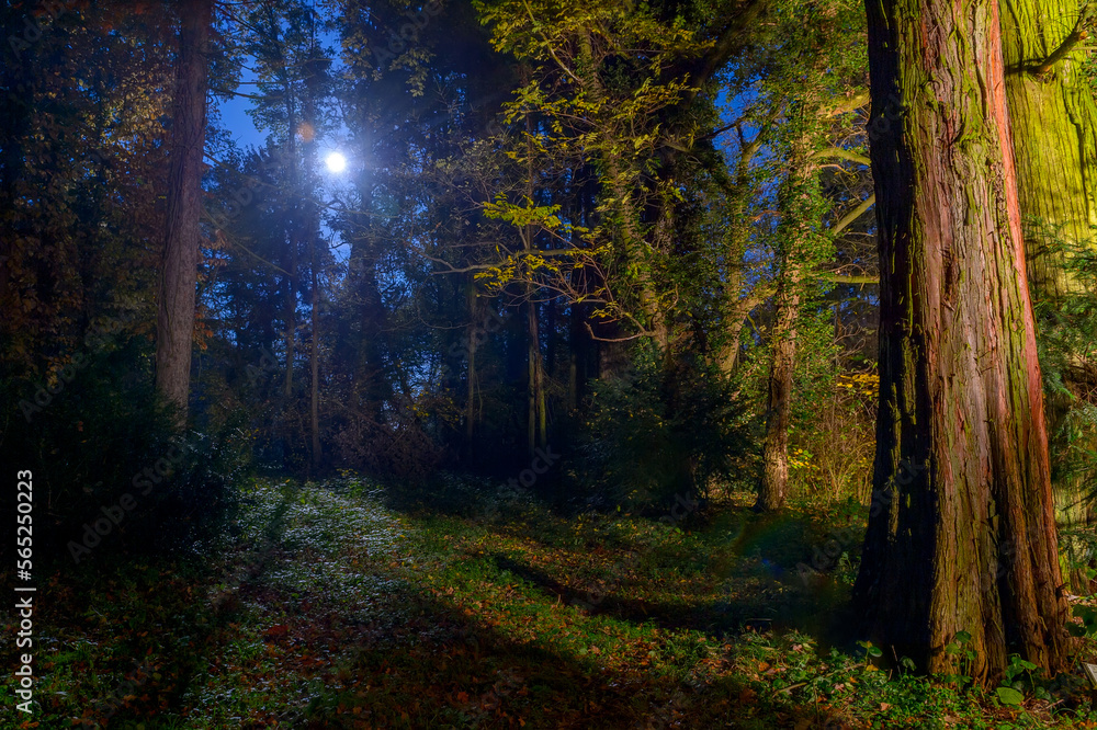 Full moon over the mystic moody trees of magic mystery night forest. Halloween backdrop with dark mysterious vibes. Torch lighted forest at night. Fear of the unknown and darkness, people get lost