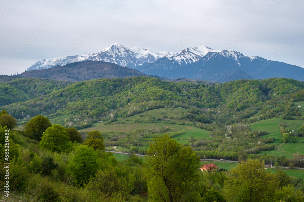 Beautiful view of idyllic alpine mountain scenery in springtime with blooming meadows, hills with forests that are starting to turn green and snowcapped Bucegi (Brasov, Romania) mountain peaks
