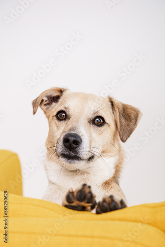 süßer Hund sitzt auf gelbem Sofa