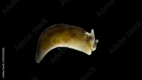 Sea slug under the microscope, family Limapontiidae, possibly Limapontia cocksii, was found in the White Sea, lost their shell in the course of evolutionary development. photo