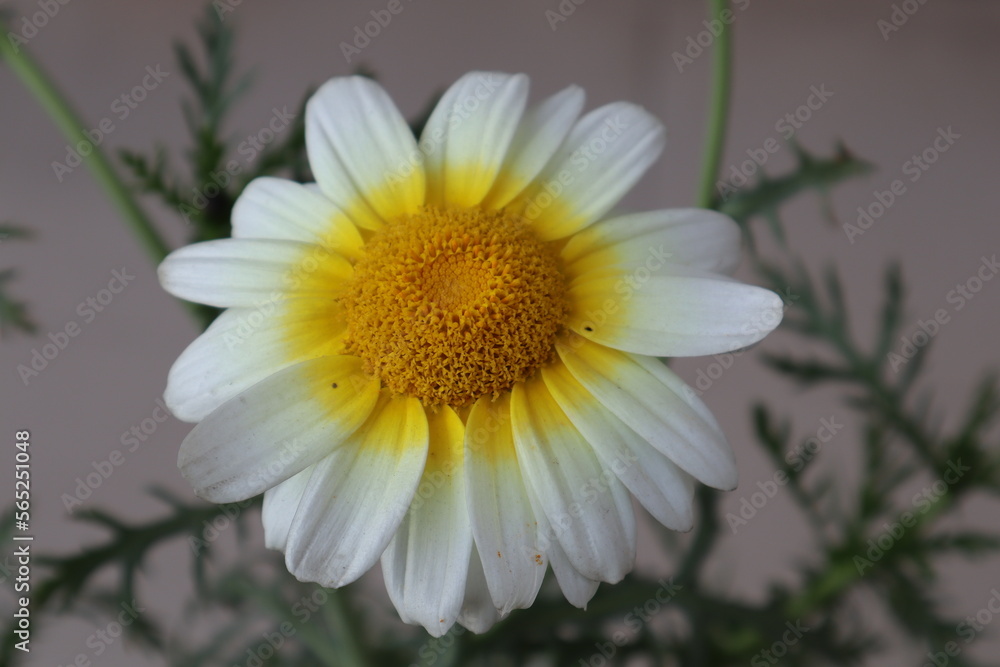 daisy flower in the garden daisy flower in the garden