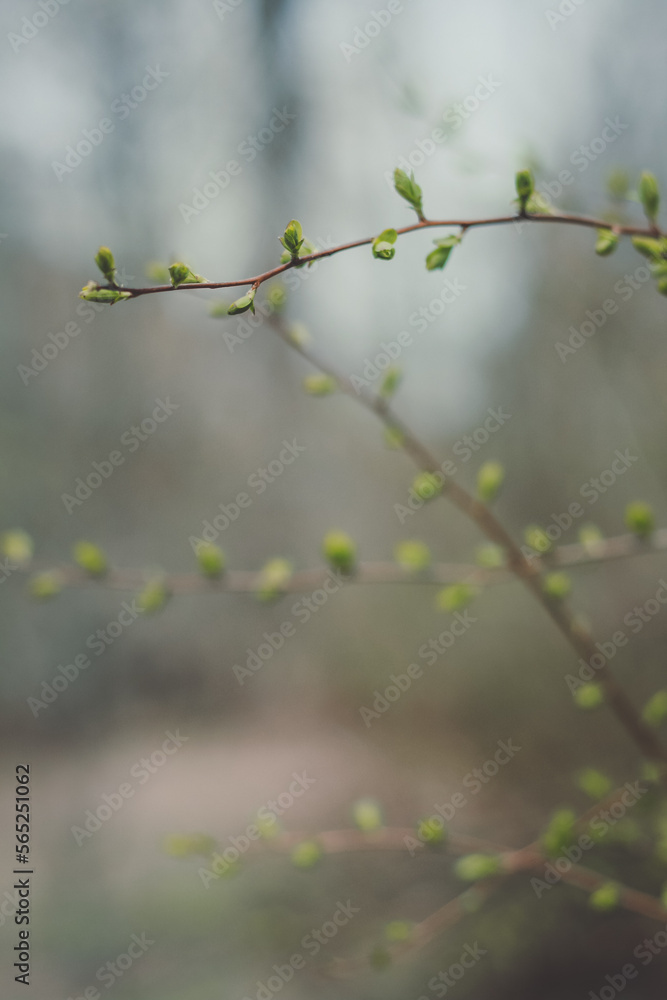 Close up tree with early spring buds concept photo. Springtime in park. Front view photography with blurred green nature background. High quality picture for wallpaper, travel blog, magazine, article Close up tree with early spring buds concept photo. Springtime in park. Front view photography with blurred green nature background. High quality picture for wallpaper, travel blog, magazine, article