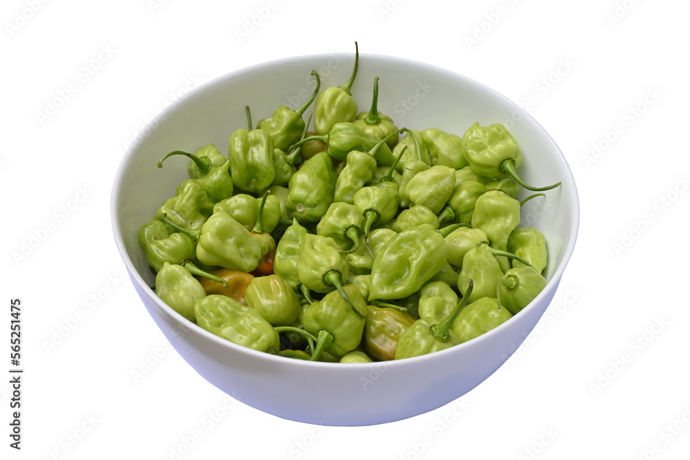 Angle view of lots of green Capsicum Chinense chili pepper pods in large ceramic bowl in isolated background Angle view of lots of green Capsicum Chinense chili pepper pods in large ceramic bowl in isolated background
