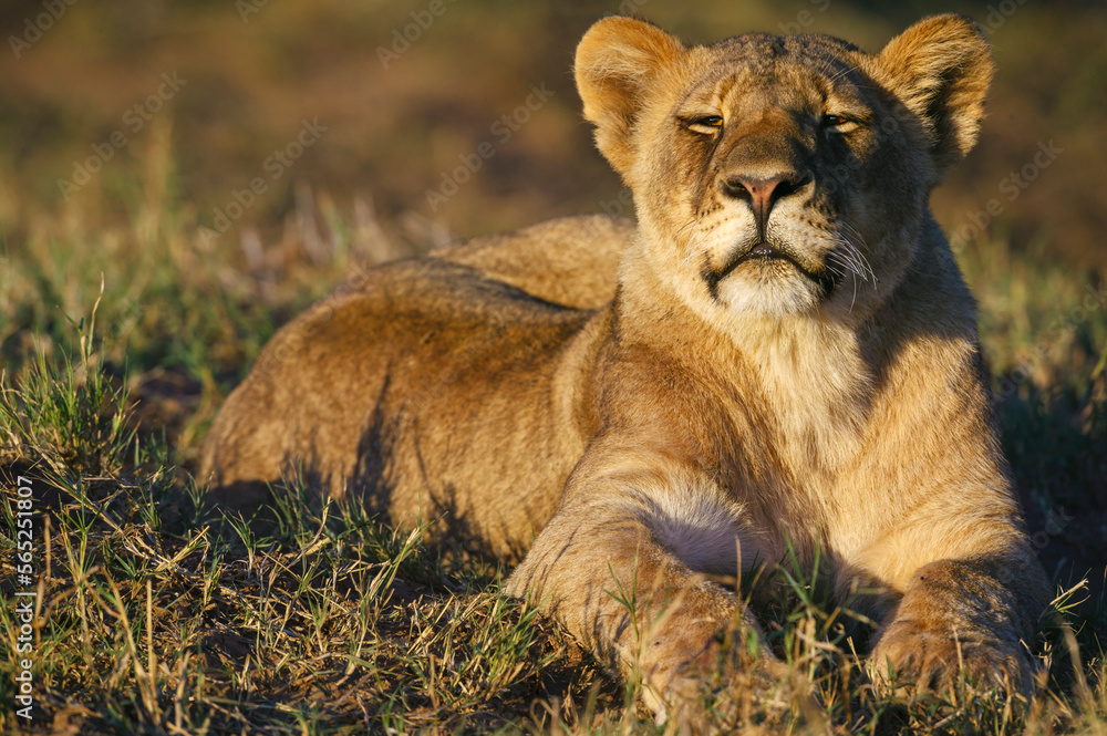 Lion (Panthera leo). Mashatu, Northern Tuli Game Reserve. Botswana Lion (Panthera leo). Mashatu, Northern Tuli Game Reserve. Botswana