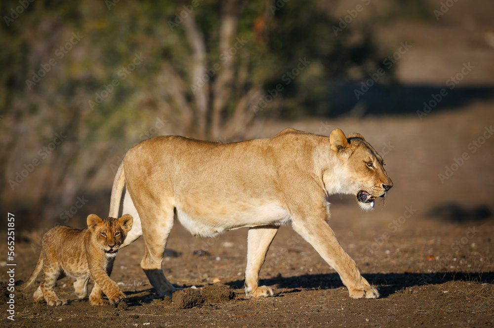 Lion (Panthera leo) female and cub walking across veld.. Mashatu, Northern Tuli Game Reserve. Botswana Lion (Panthera leo) female and cub walking across veld.. Mashatu, Northern Tuli Game Reserve. Botswana