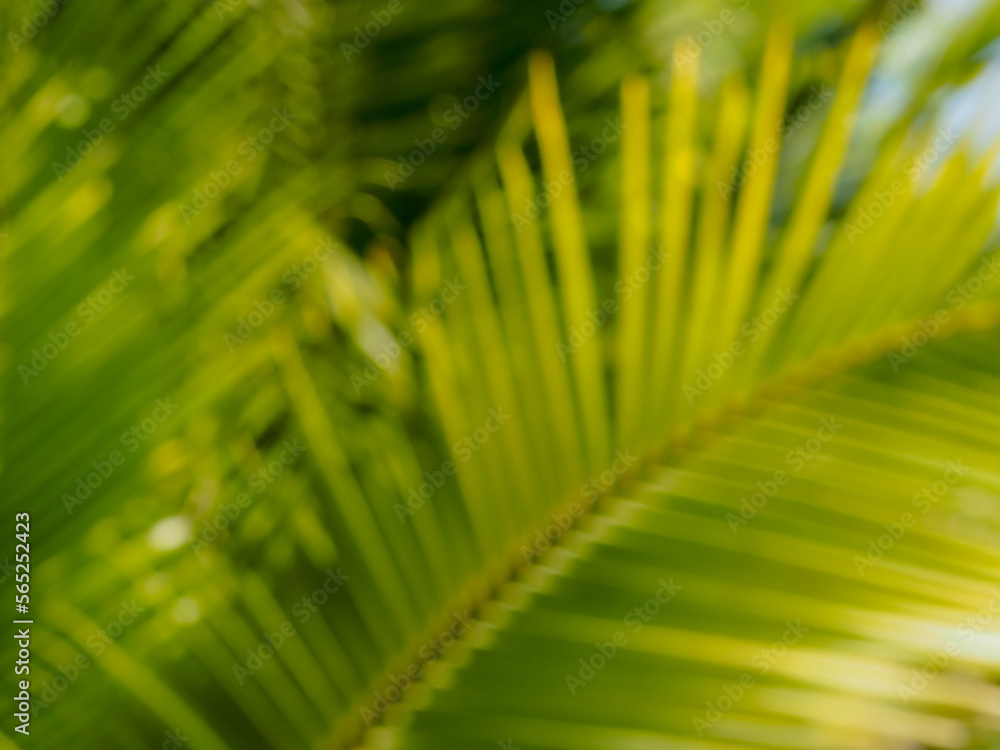 Obraz premium blurred coconut leaves for abstract summer background