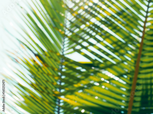 blurred coconut leaves for abstract summer background