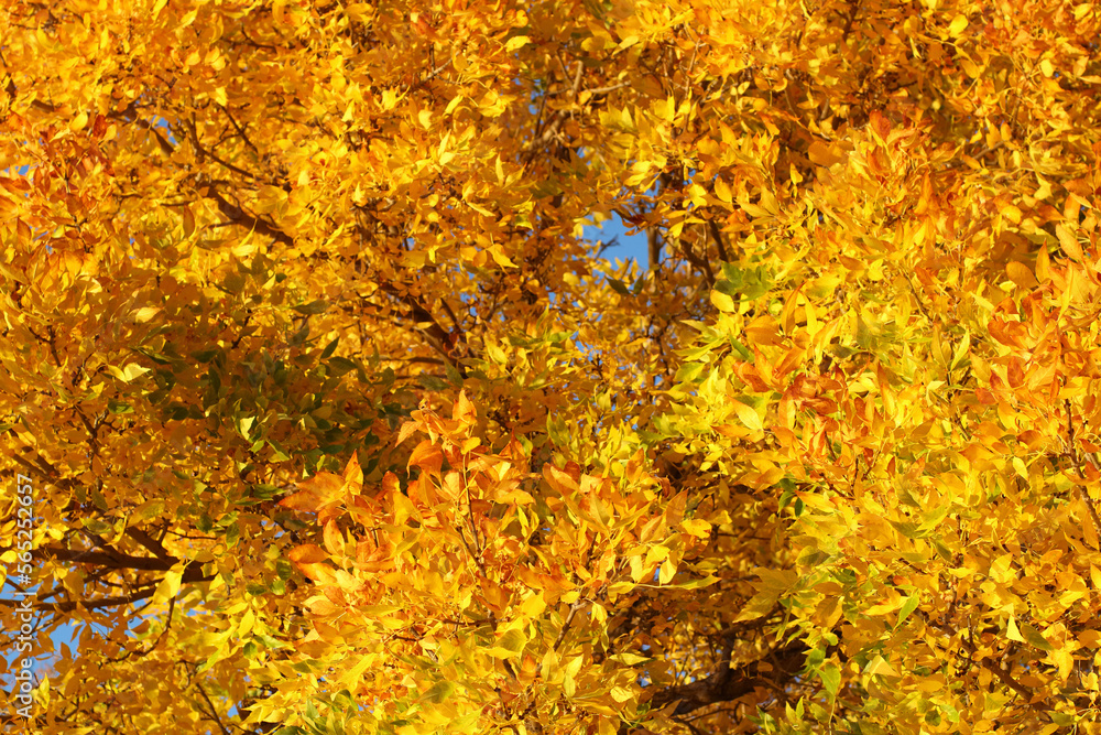 Background image of colorful autumn leaves. Background image of colorful autumn leaves.