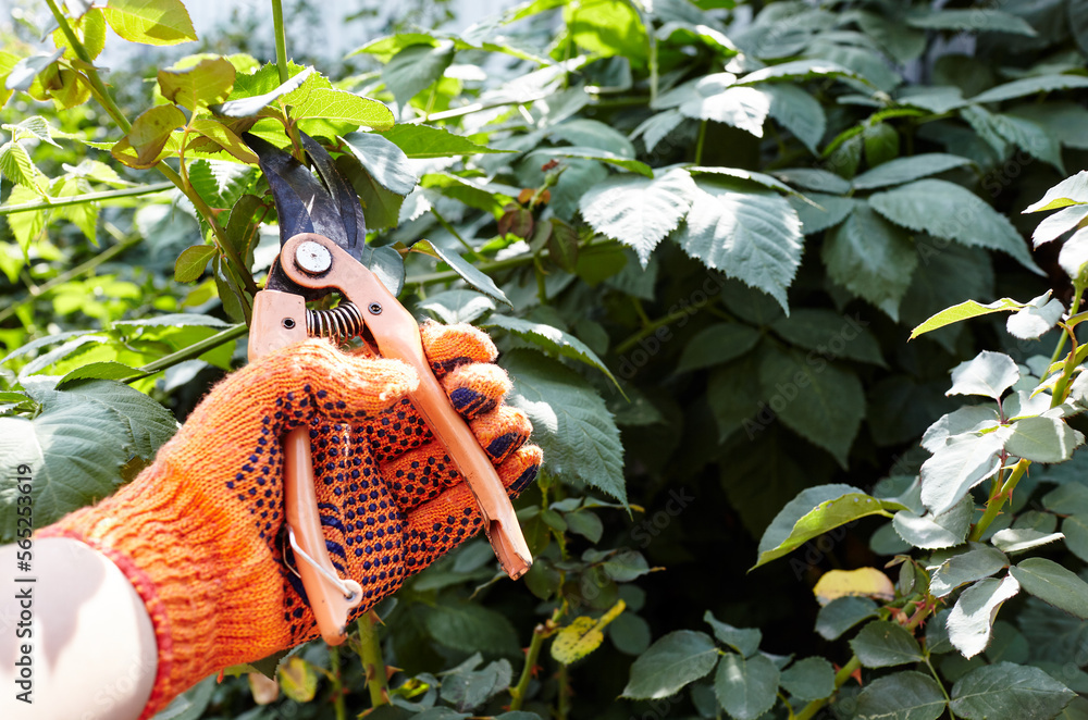 Man gardening in backyard. Mans hands with secateurs cutting off wilted flowers on rose bush. Seasonal gardening, pruning plants with pruning shears in the garden Man gardening in backyard. Mans hands with secateurs cutting off wilted flowers on rose bush. Seasonal gardening, pruning plants with pruning shears in the garden
