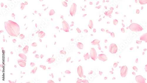 桜の花びら　奥行あり　被写界深度あり